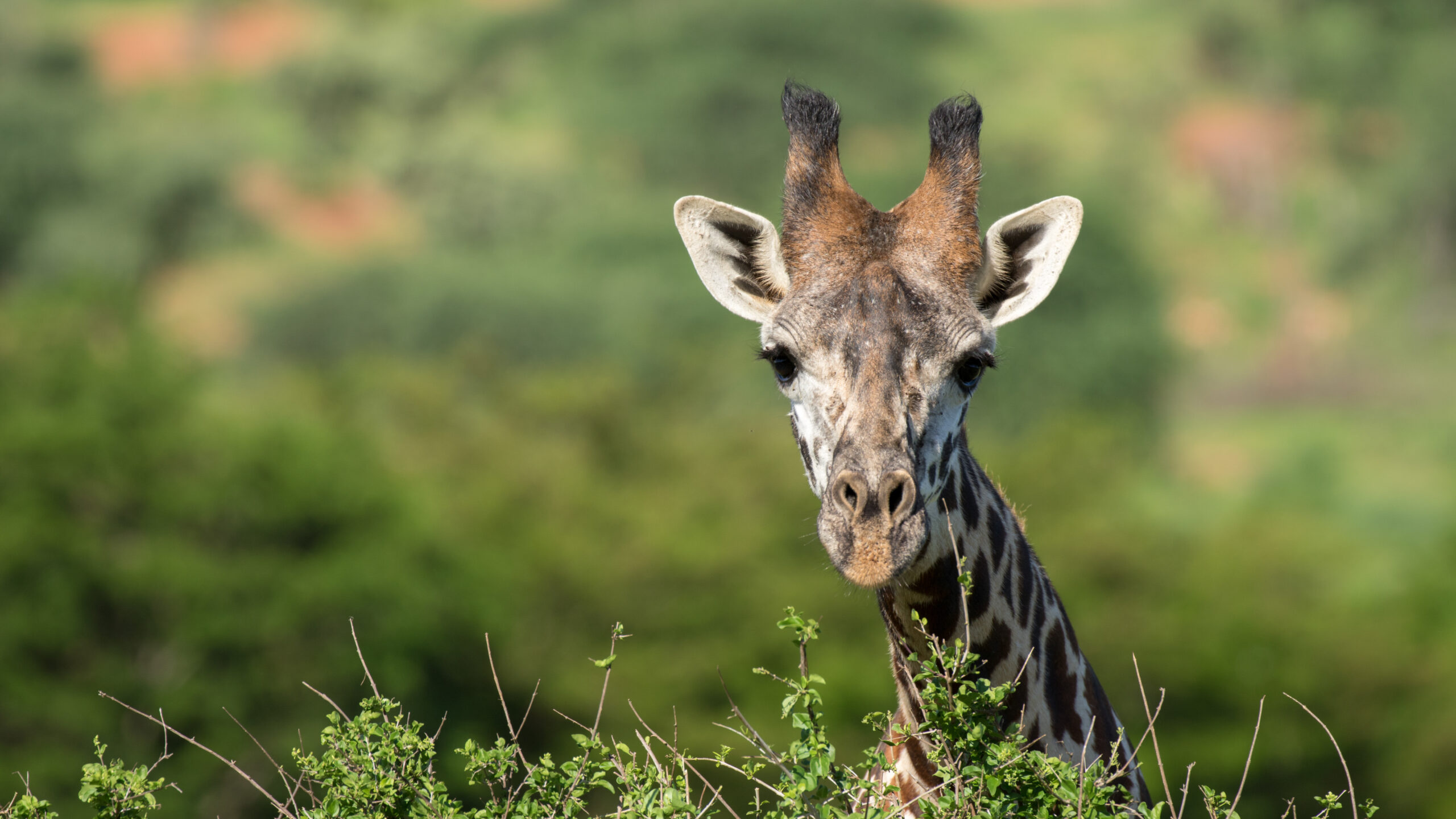 Giraffe in the wild, East Africa