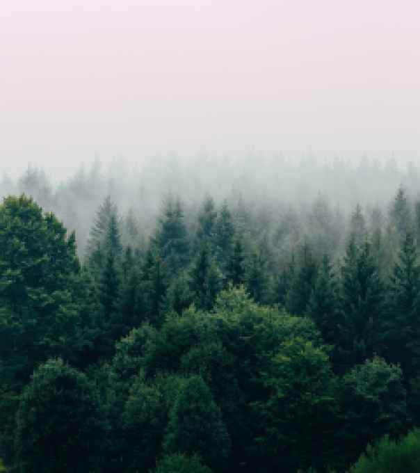 filip-zrnzevic-QsWG0kjPQRY-unsplash